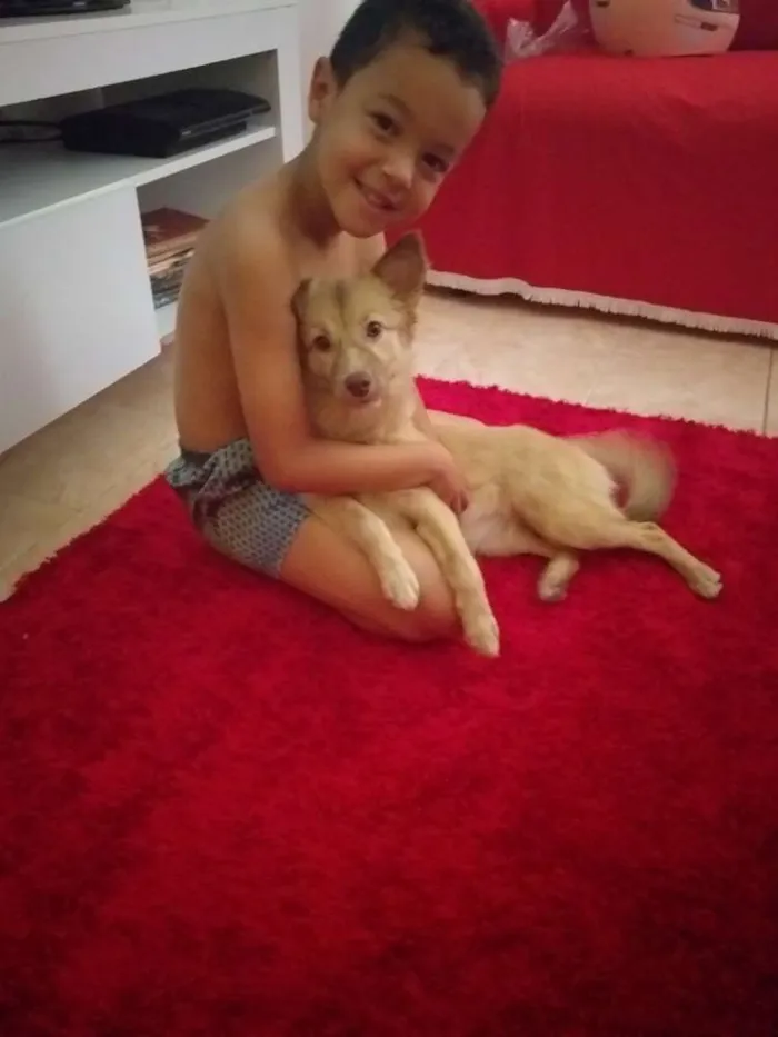 Cachorro ra a Labrador com pastor alemão  idade 7 a 11 meses nome Magae mar 