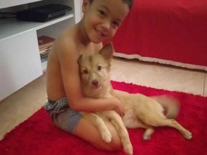 Cachorro ra a Labrador com pastor alemão  idade 7 a 11 meses nome Magae mar 