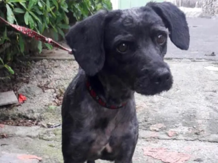 Cachorro ra a Srd idade 1 ano nome Dino