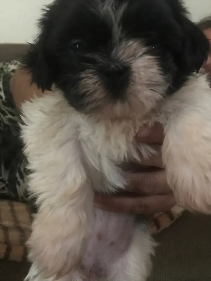 Cachorro ra a Shih tzu idade 2 a 6 meses nome Sem nome 