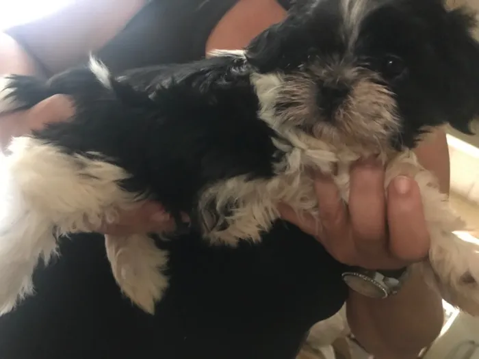 Cachorro ra a Shih tzu idade 2 a 6 meses nome Sem nome