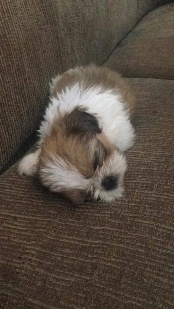 Cachorro ra a Shih tzu idade 2 a 6 meses nome Sem nome