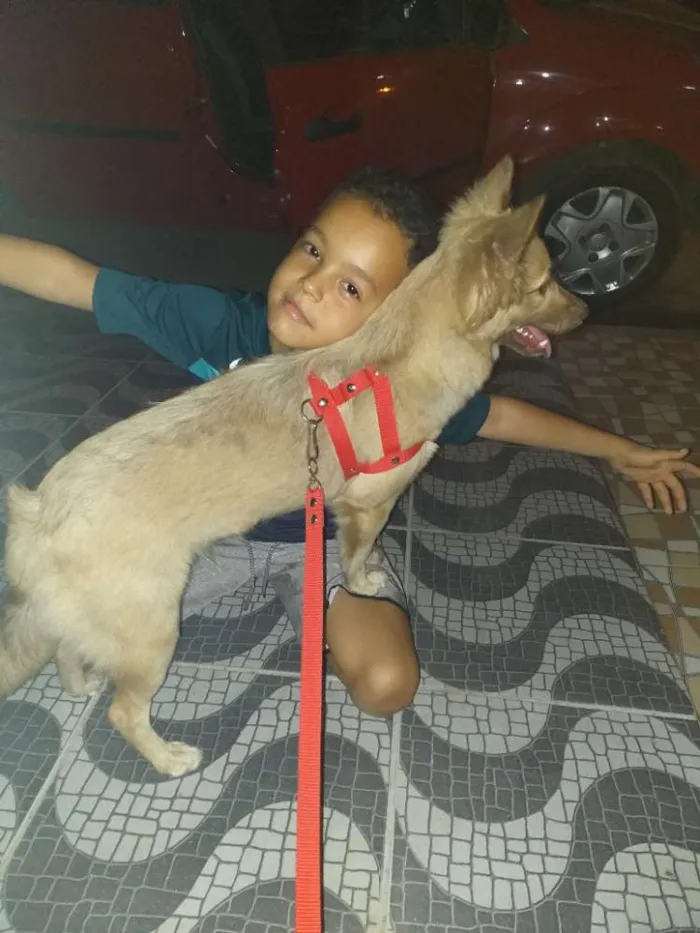Cachorro ra a Labrador com pastor alemão  idade 7 a 11 meses nome Magae mar 