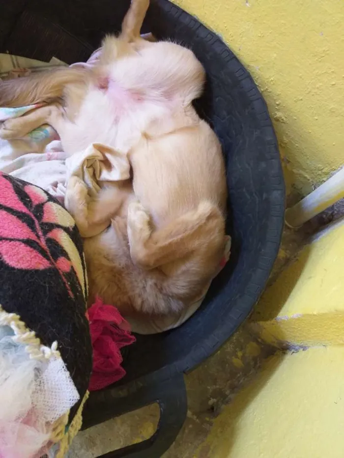 Cachorro ra a Labrador com pastor alemão  idade 7 a 11 meses nome Magae mar 