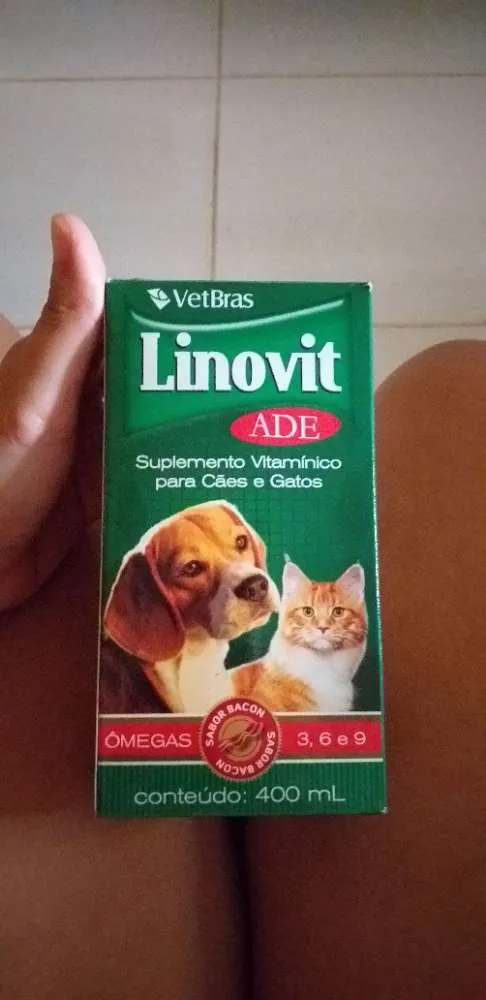 Cachorro ra a Labrador com pastor alemão  idade 7 a 11 meses nome Magae mar 