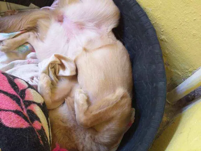 Cachorro ra a Labrador com pastor alemão  idade 7 a 11 meses nome Magae mar 