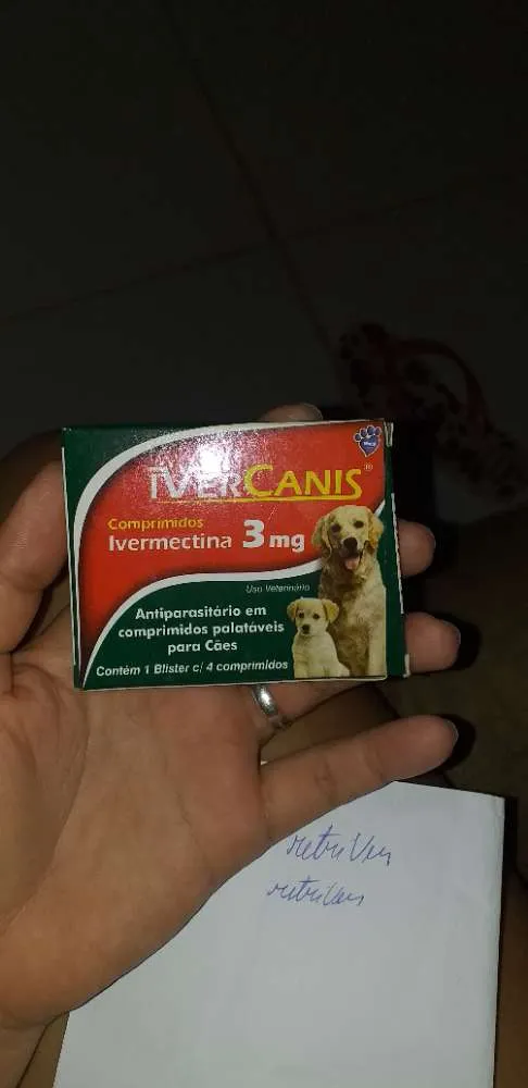 Cachorro ra a Labrador com pastor alemão  idade 7 a 11 meses nome Magae mar 
