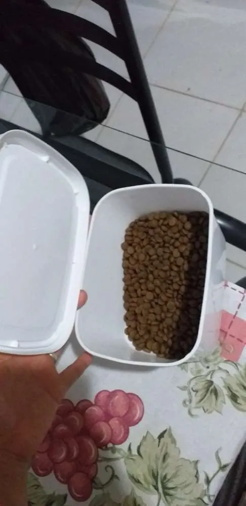 Cachorro ra a Labrador com pastor alemão  idade 7 a 11 meses nome Magae mar 