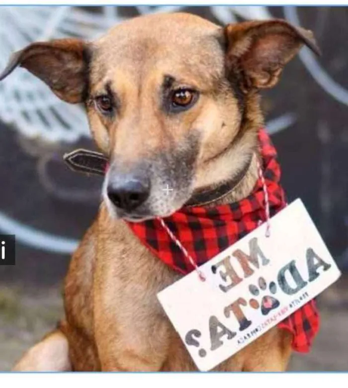 Cachorro ra a SRD idade 4 anos nome Théo
