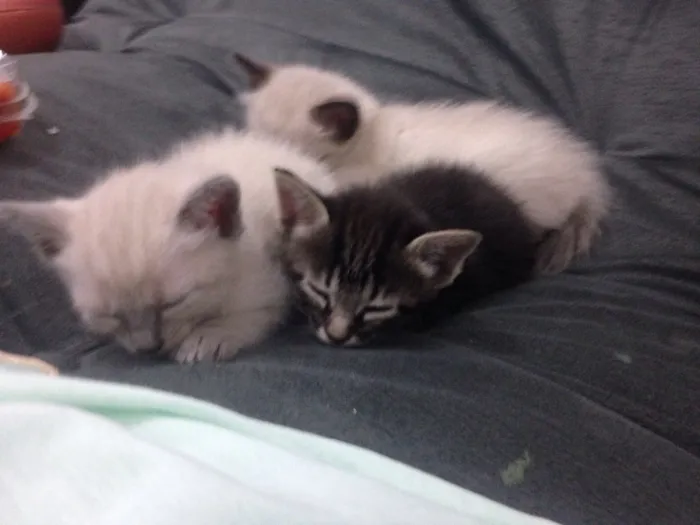 Gato ra a Indefinida idade Abaixo de 2 meses nome Mili