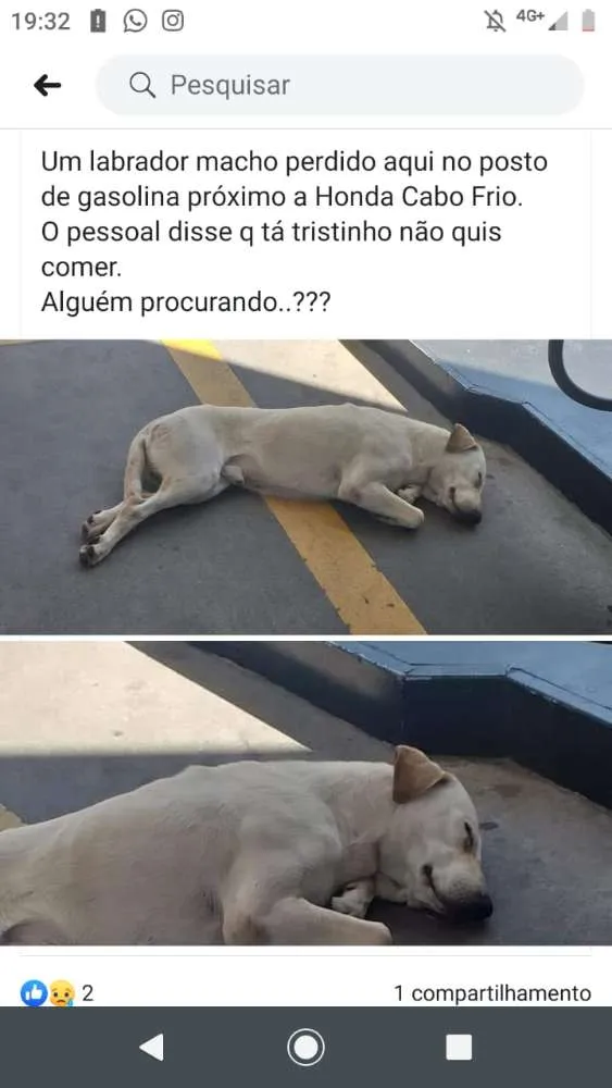 Cachorro ra a labrador idade 1 ano nome sem nome