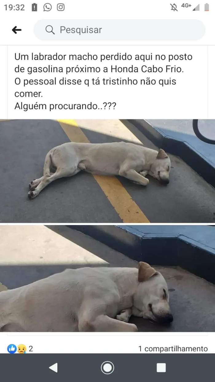 Cachorro ra a labrador idade 1 ano nome sem nome