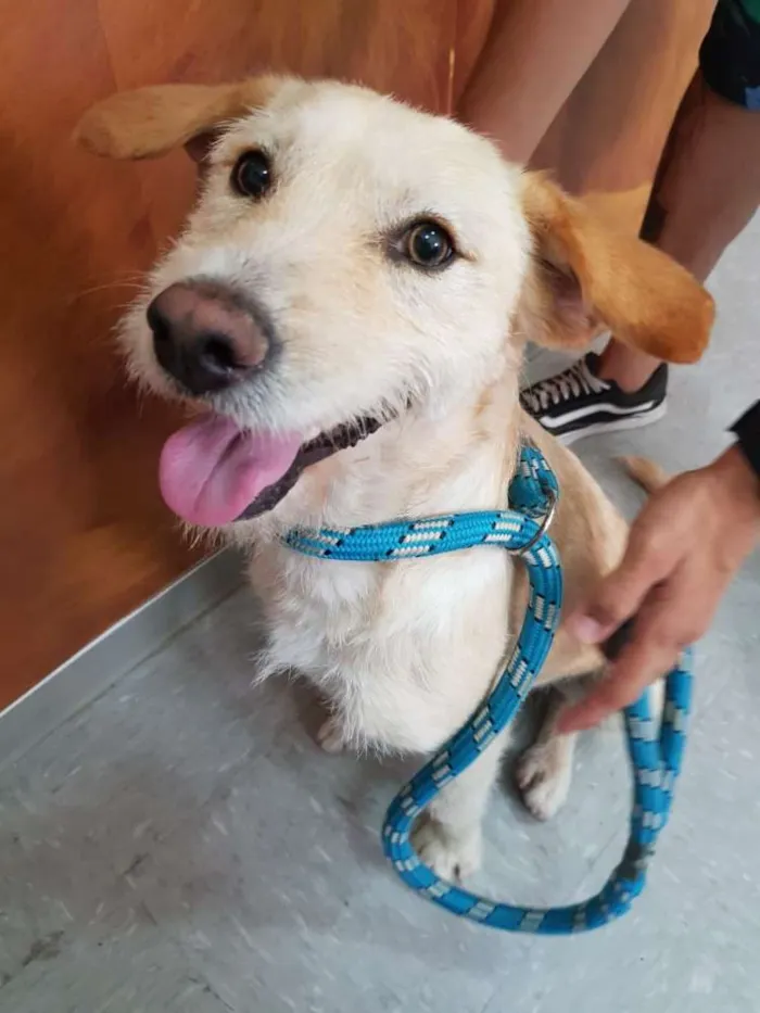 Cachorro ra a SRD idade 2 anos nome Rick
