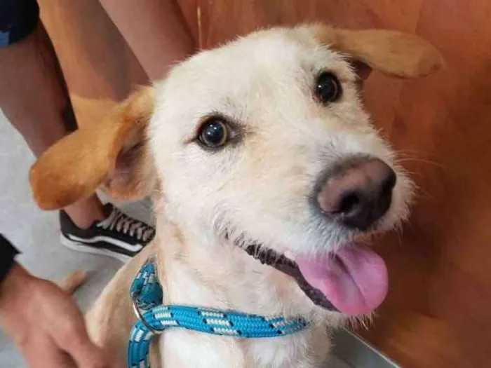 Cachorro ra a SRD idade 2 anos nome Rick