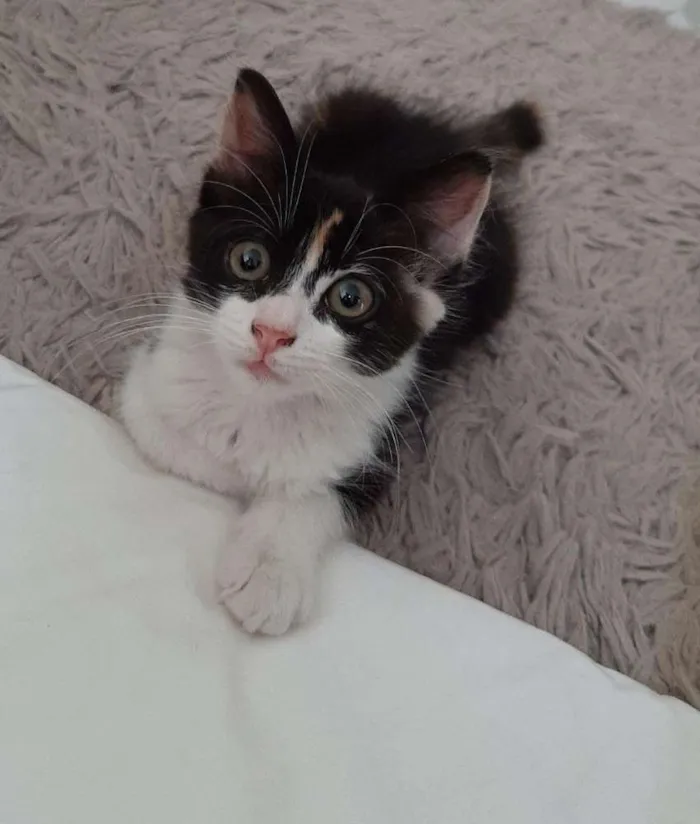 Gato ra a Srd idade 2 a 6 meses nome Lindinha