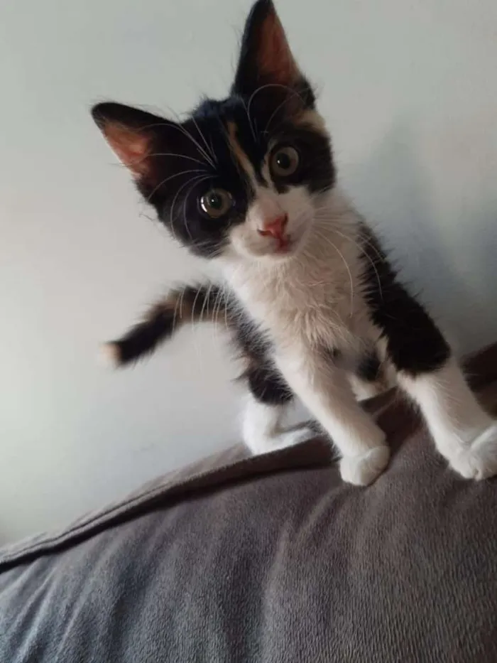 Gato ra a Srd idade 2 a 6 meses nome Lindinha