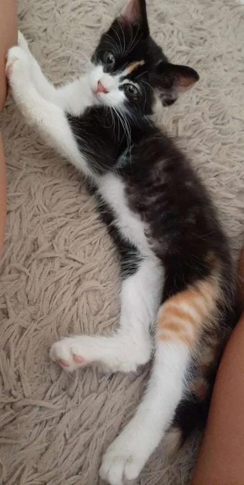 Gato ra a Srd idade 2 a 6 meses nome Lindinha
