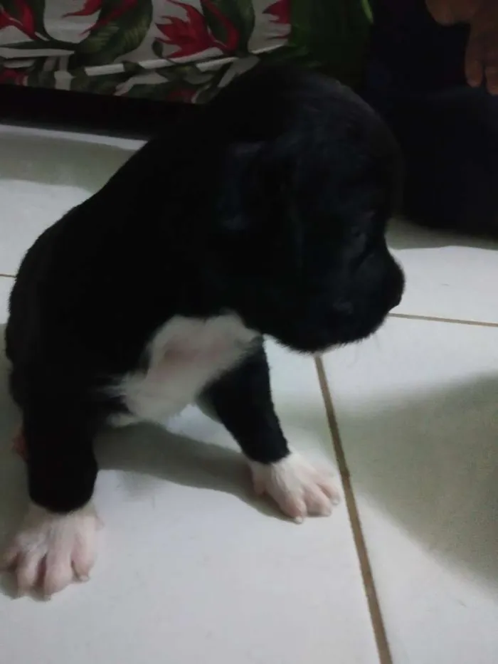Cachorro raça SRD idade 2 a 6 meses nome A definir