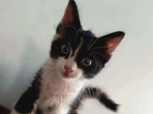 Gato raça Srd idade 2 a 6 meses nome Lindinha