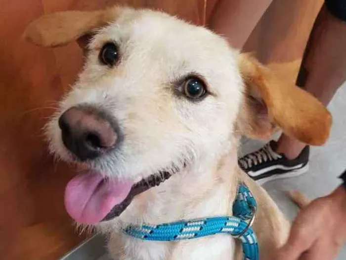 Cachorro ra a SRD idade 2 anos nome Rick