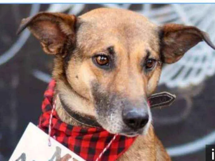 Cachorro ra a SRD idade 4 anos nome Théo