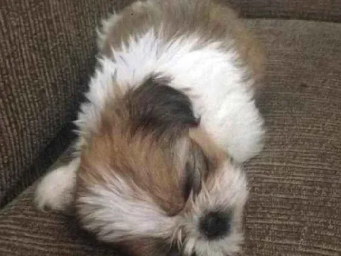 Cachorro ra a Shih tzu idade 2 a 6 meses nome Sem nome