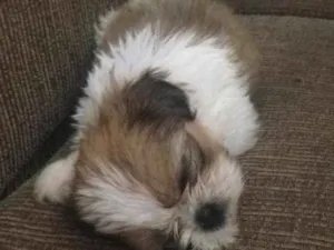 Cachorro raça Shih tzu idade 2 a 6 meses nome Sem nome 