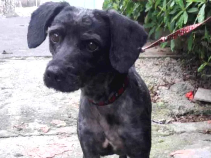 Cachorro ra a Srd idade 1 ano nome Dino