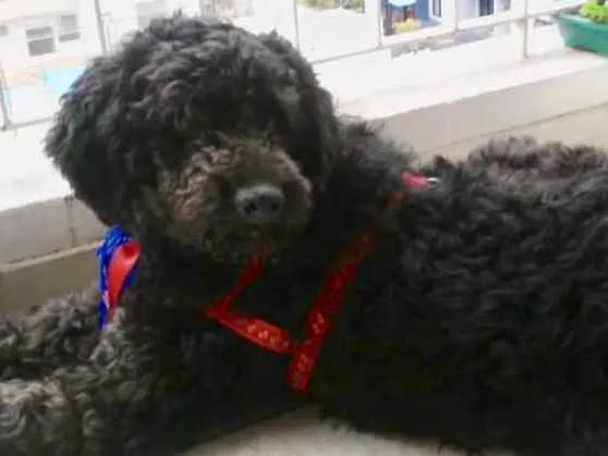 Cachorro raça Mix Poodle  idade 3 anos nome Bilú 