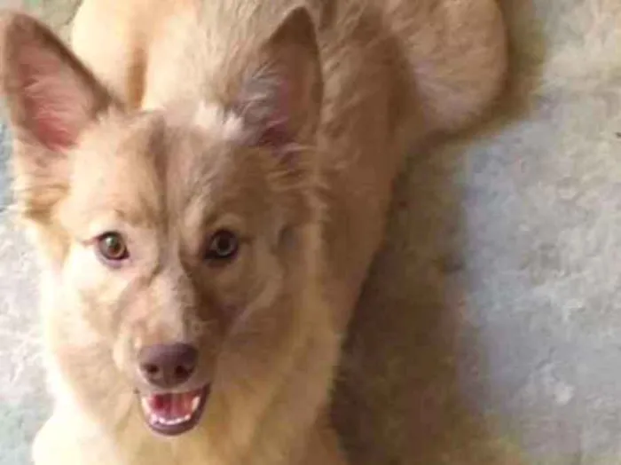 Cachorro ra a Labrador com pastor alemão  idade 7 a 11 meses nome Magae mar 