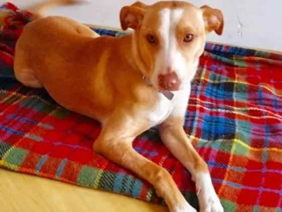 Cachorro raça Srd idade 2 anos nome Mel