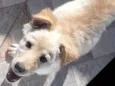 Lola