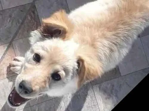 Cachorro ra a Vira_lata idade 2 a 6 meses nome Lola
