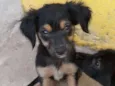 Lola, Lucy e Luna