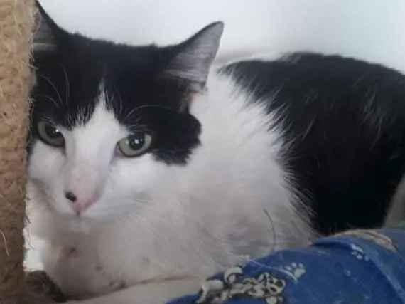 Gato ra a SRD idade 2 anos nome Chopin