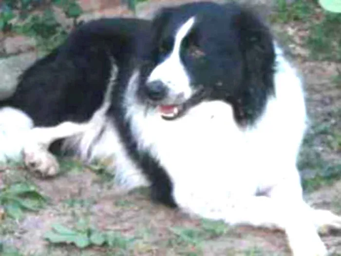 Cachorro ra a Border Collie idade 6 ou mais anos nome Fred