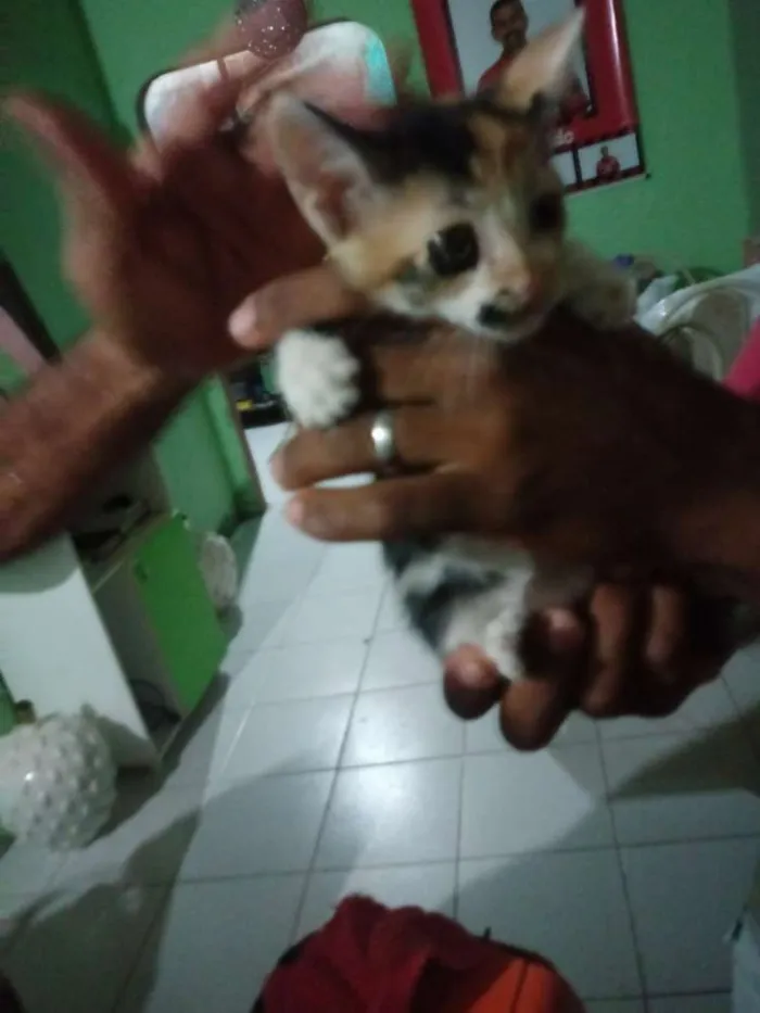 Gato raça Vira lata idade 2 a 6 meses nome Sem nome