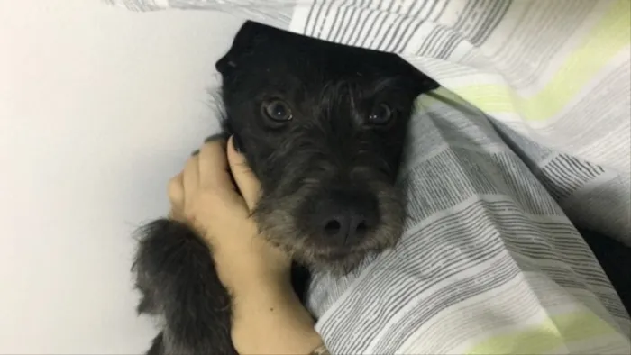 Cachorro ra a SRD idade 7 a 11 meses nome Benedito 