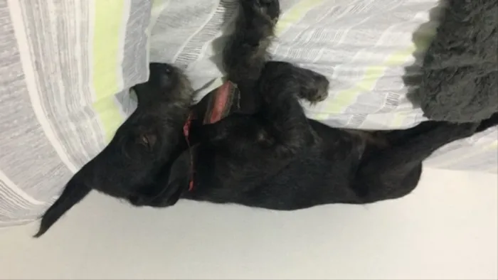 Cachorro ra a SRD idade 7 a 11 meses nome Benedito 