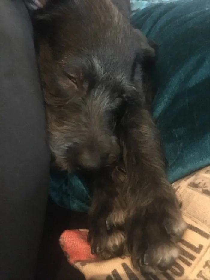 Cachorro ra a SRD idade 7 a 11 meses nome Benedito 