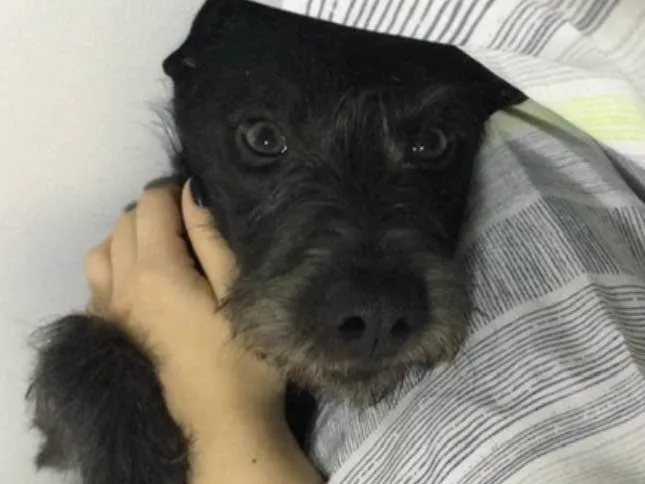 Cachorro ra a SRD idade 7 a 11 meses nome Benedito 
