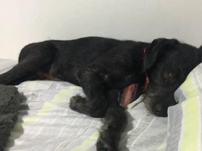 Cachorro ra a SRD idade 7 a 11 meses nome Benedito 