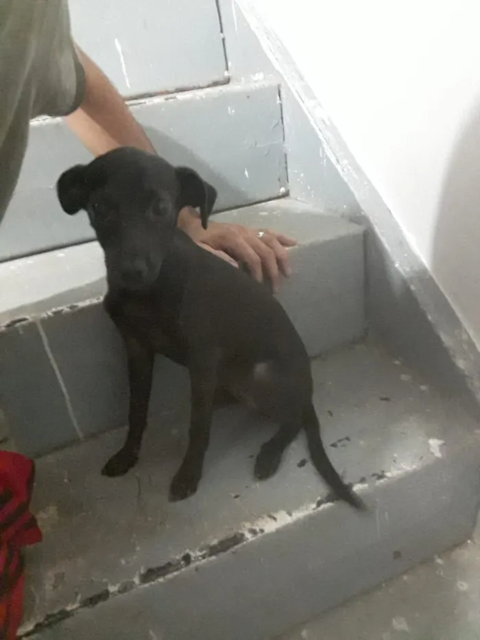 Cachorro ra a Indefinida idade 1 ano nome Amarela, Princesa e 