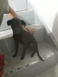 Amarela, Princesa e