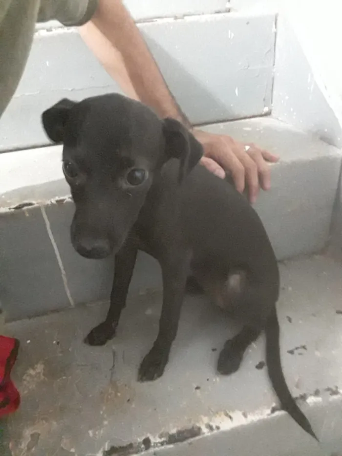 Cachorro ra a Indefinida idade 1 ano nome Amarela, Princesa e 