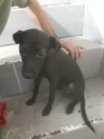 Amarela, Princesa e