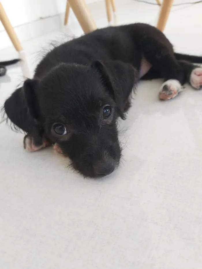 Cachorro ra a SRD idade Abaixo de 2 meses nome Pipoca
