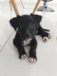 Pipoca