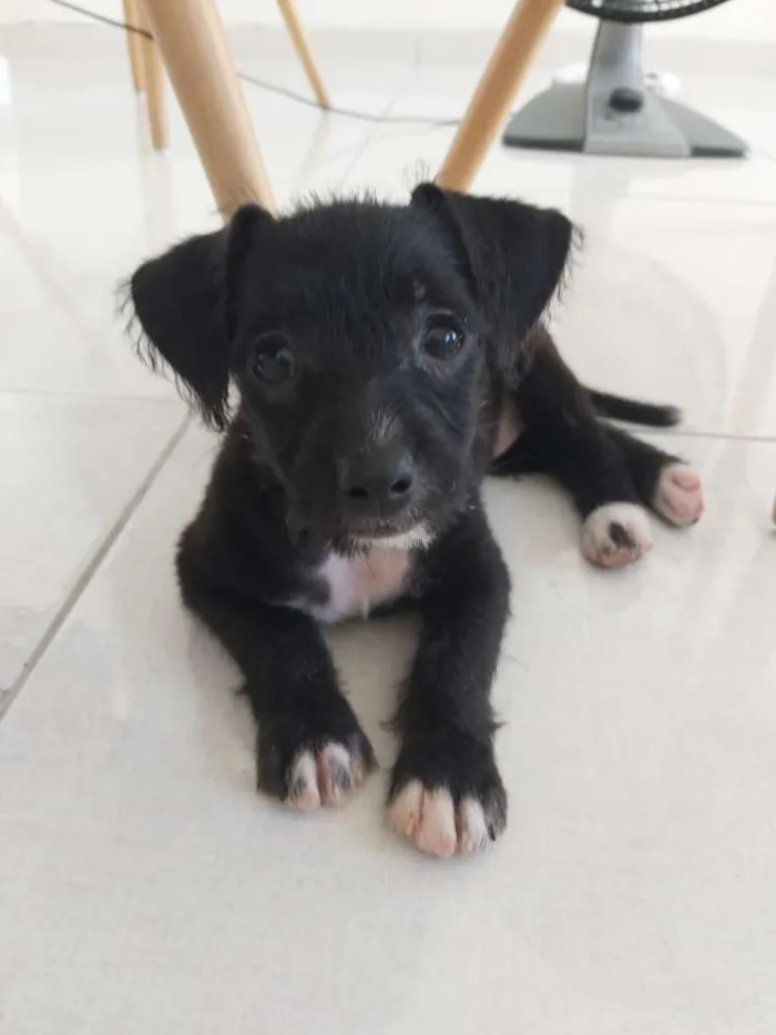 Cachorro ra a SRD idade Abaixo de 2 meses nome Pipoca