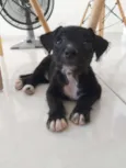 Pipoca